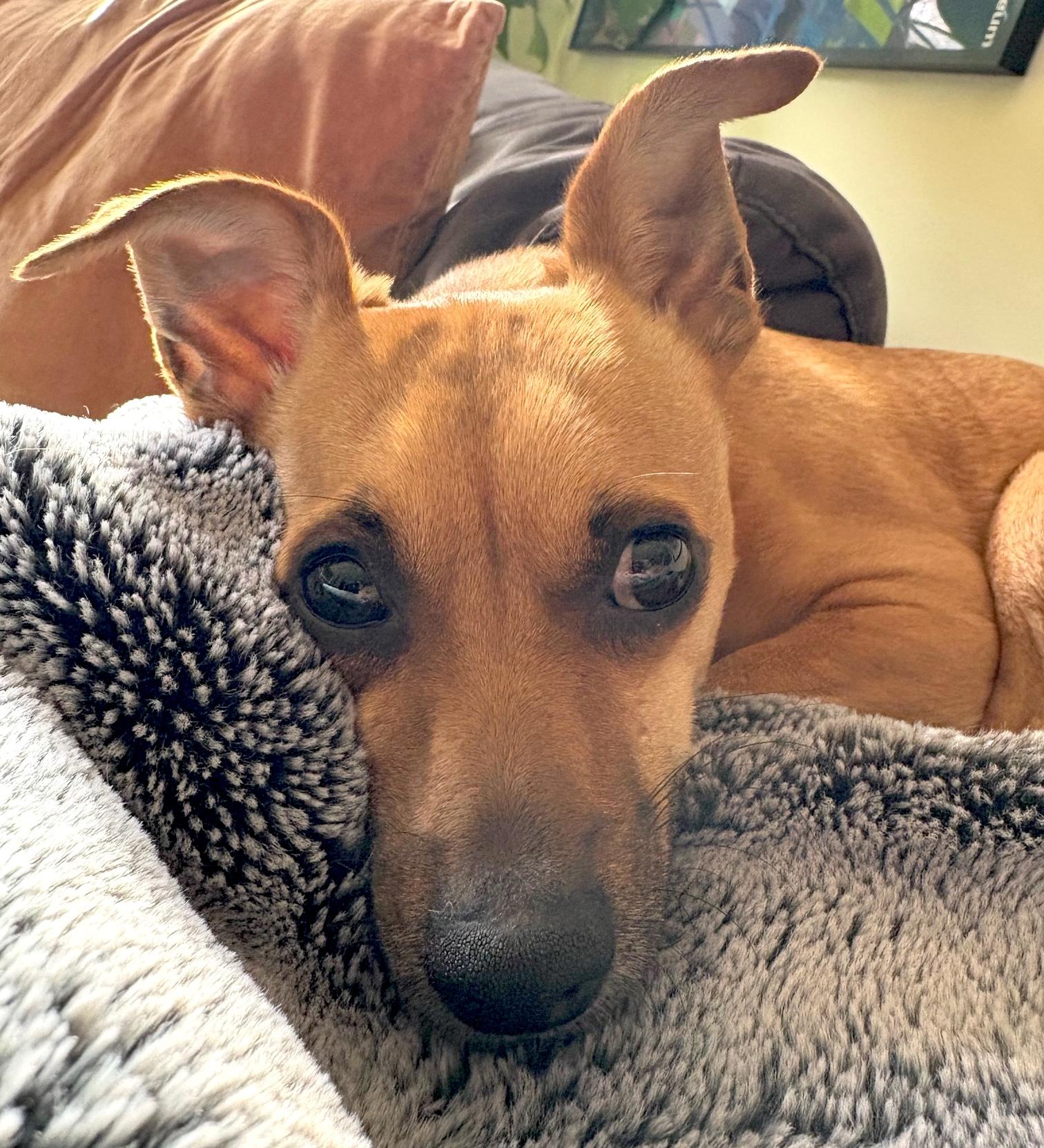 Boone, a ADOPTABLE mixed breed in Brooklyn, NY image 2/6