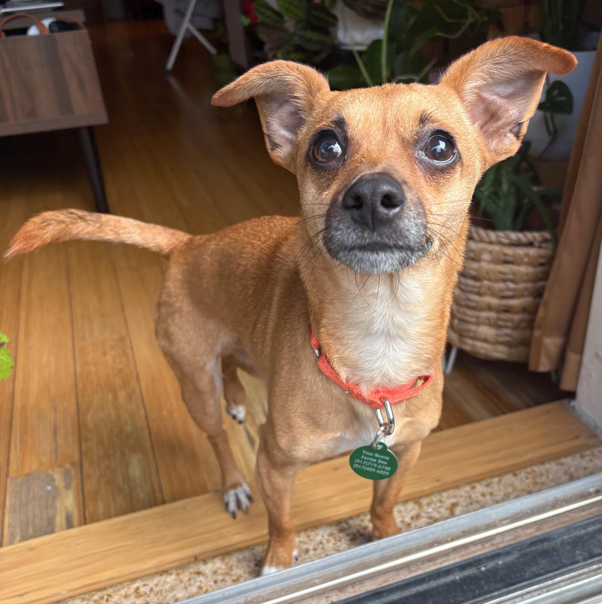 Boone, ADOPTABLE, Adult Male Chihuahua.