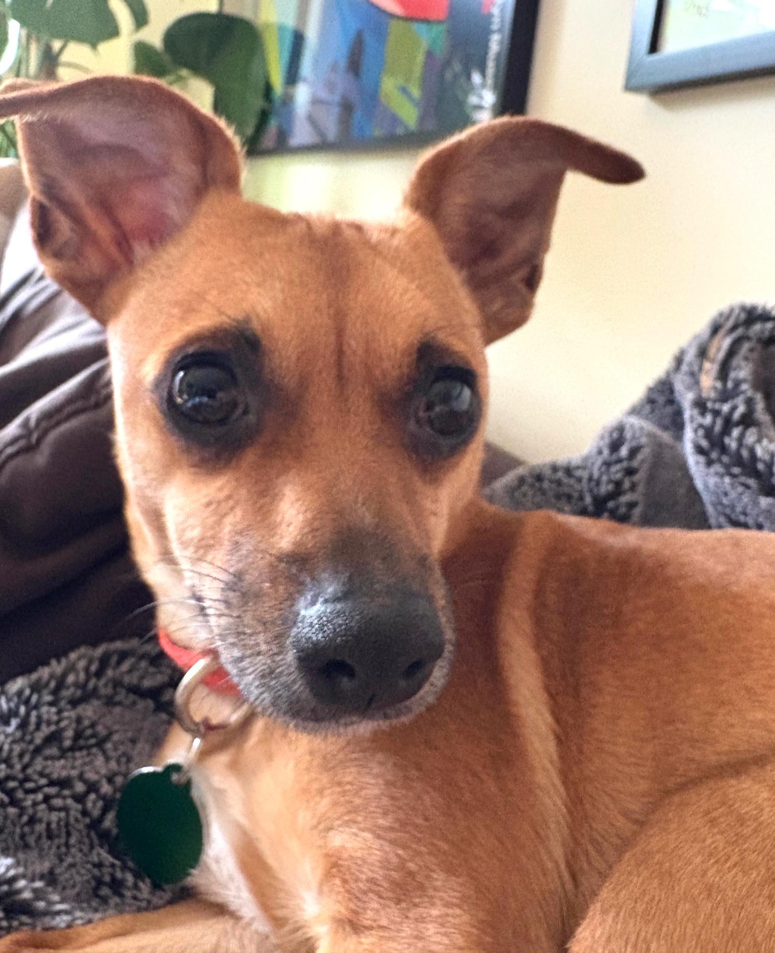 Boone, a ADOPTABLE mixed breed in Brooklyn, NY image 6/6