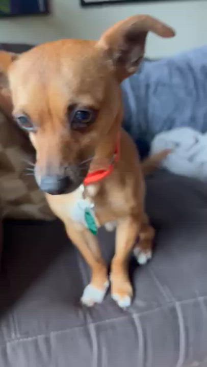 Enlarge Boone, a ADOPTABLE mixed breed in Brooklyn, NY video 3/6