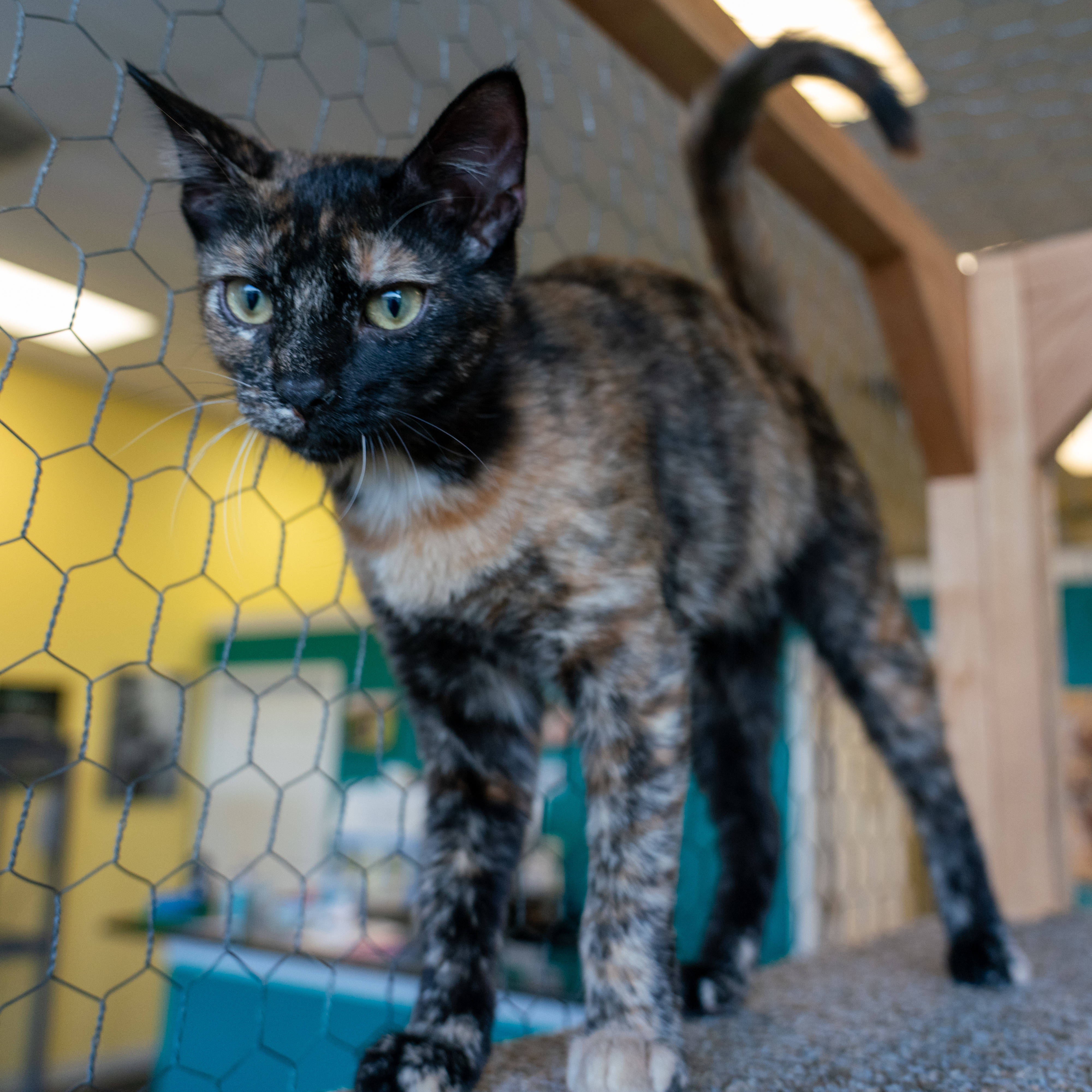 Enlarge Vinty, a Adoptable mixed breed in Racine, WI image 2/6