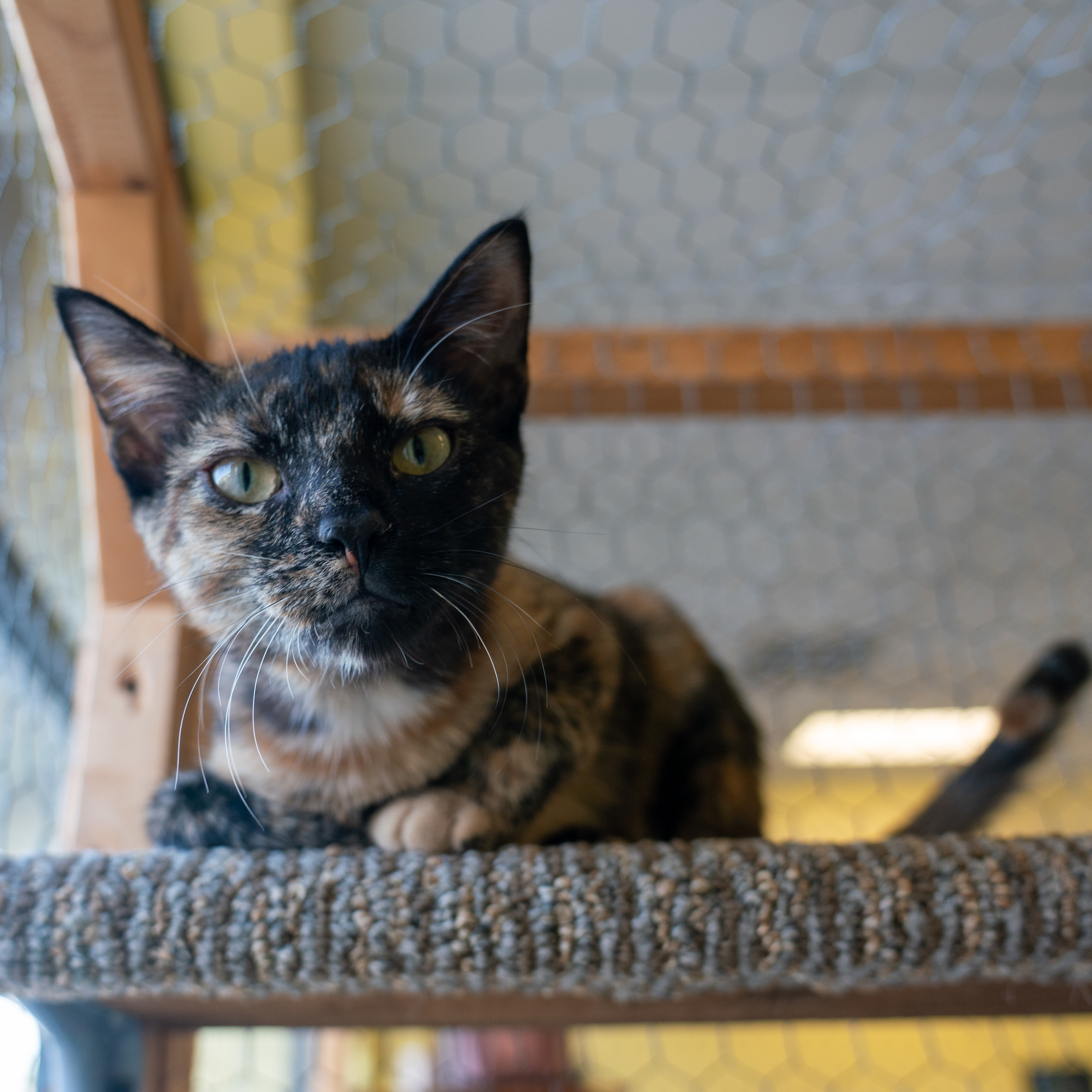 Enlarge Vinty, a Adoptable mixed breed in Racine, WI image 3/6