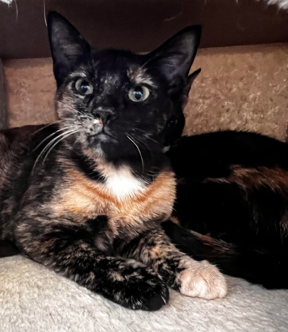 Vinty, Adoptable, Adult Female Tortoiseshell & Domestic Short Hair.