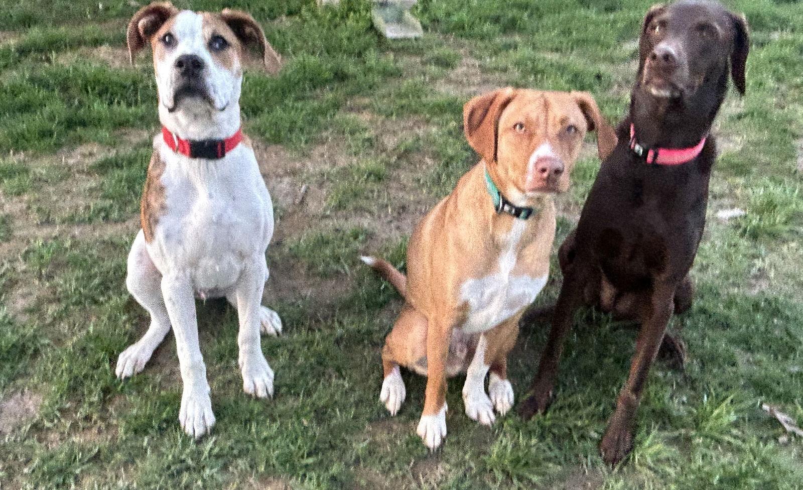 Enlarge Tony, a Adoptable mixed breed in Arnold, MO image 2/3