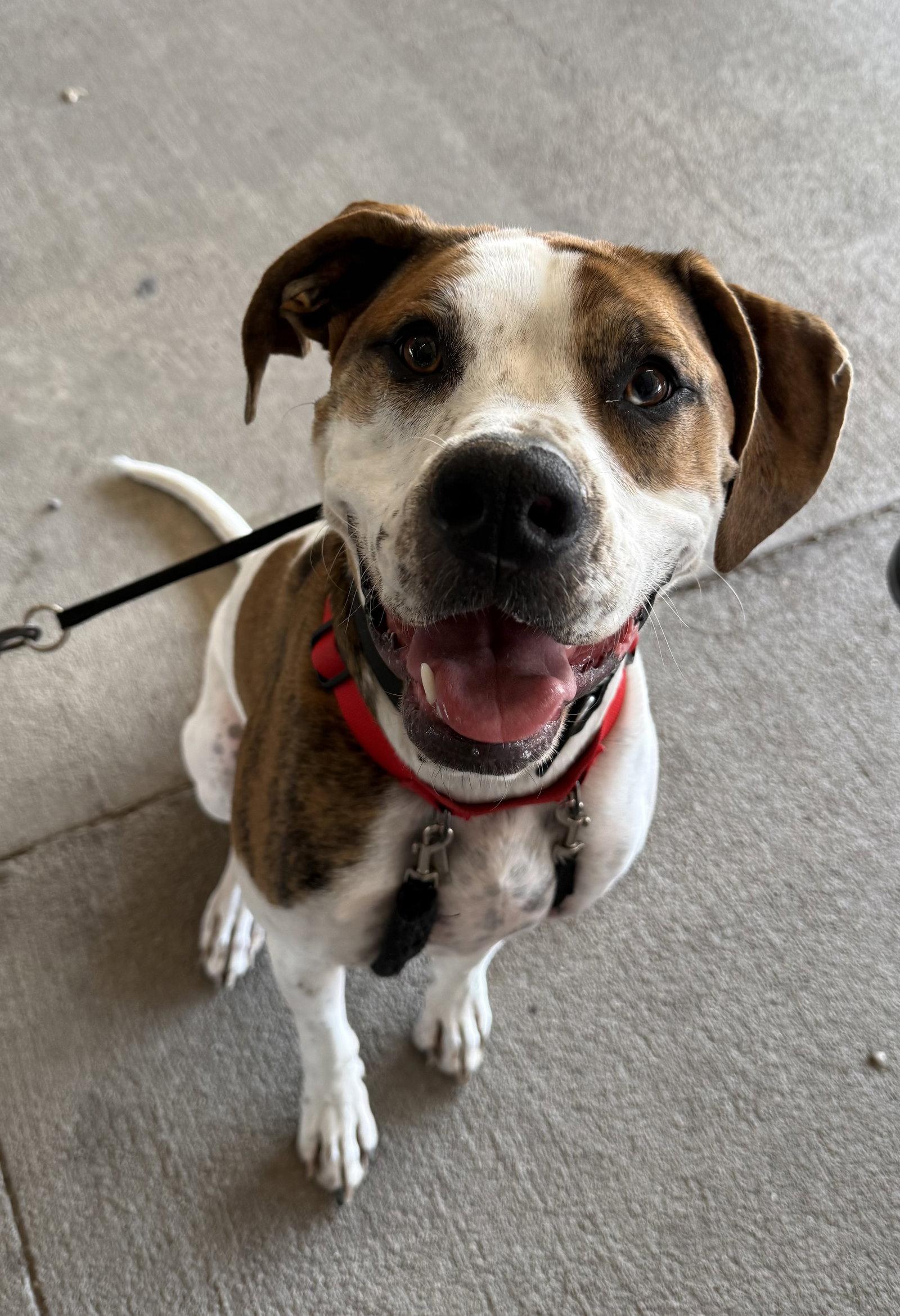 Enlarge Tony, a Adoptable mixed breed in Arnold, MO image 2/3