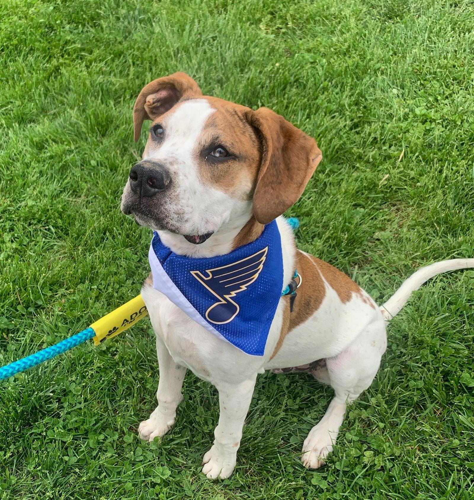 Enlarge Tony, a Adoptable mixed breed in Arnold, MO image 3/3