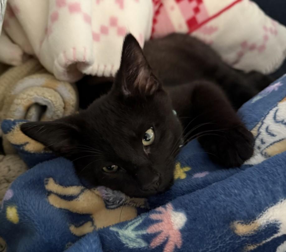 RINGPOP, Adoptable, Kitten Male Domestic Short Hair.