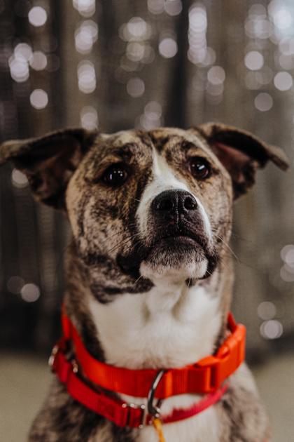 Athena, Adoptable, Puppy Female Mixed Breed & Mixed Breed.