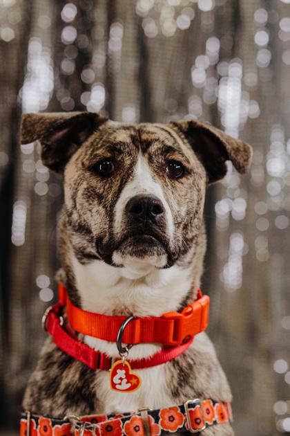 Enlarge Athena, a Adoptable mixed breed in Elmira, NY image 1/2