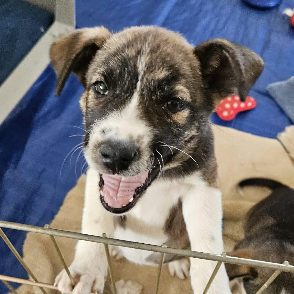 Cerise, Adoptable, Young Female Mixed Breed.