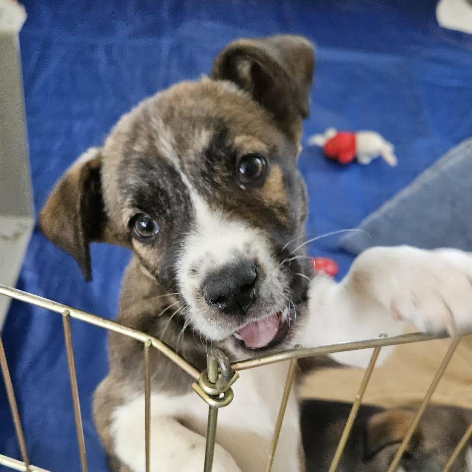 Cerise, a Adoptable Mixed Breed in Bend, OR image 2/5
