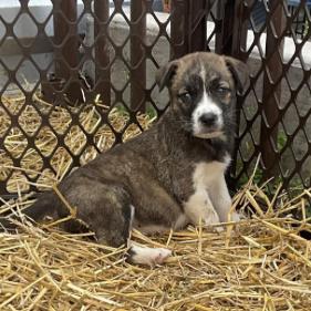 Cerise, a Adoptable Mixed Breed in Bend, OR image 3/5