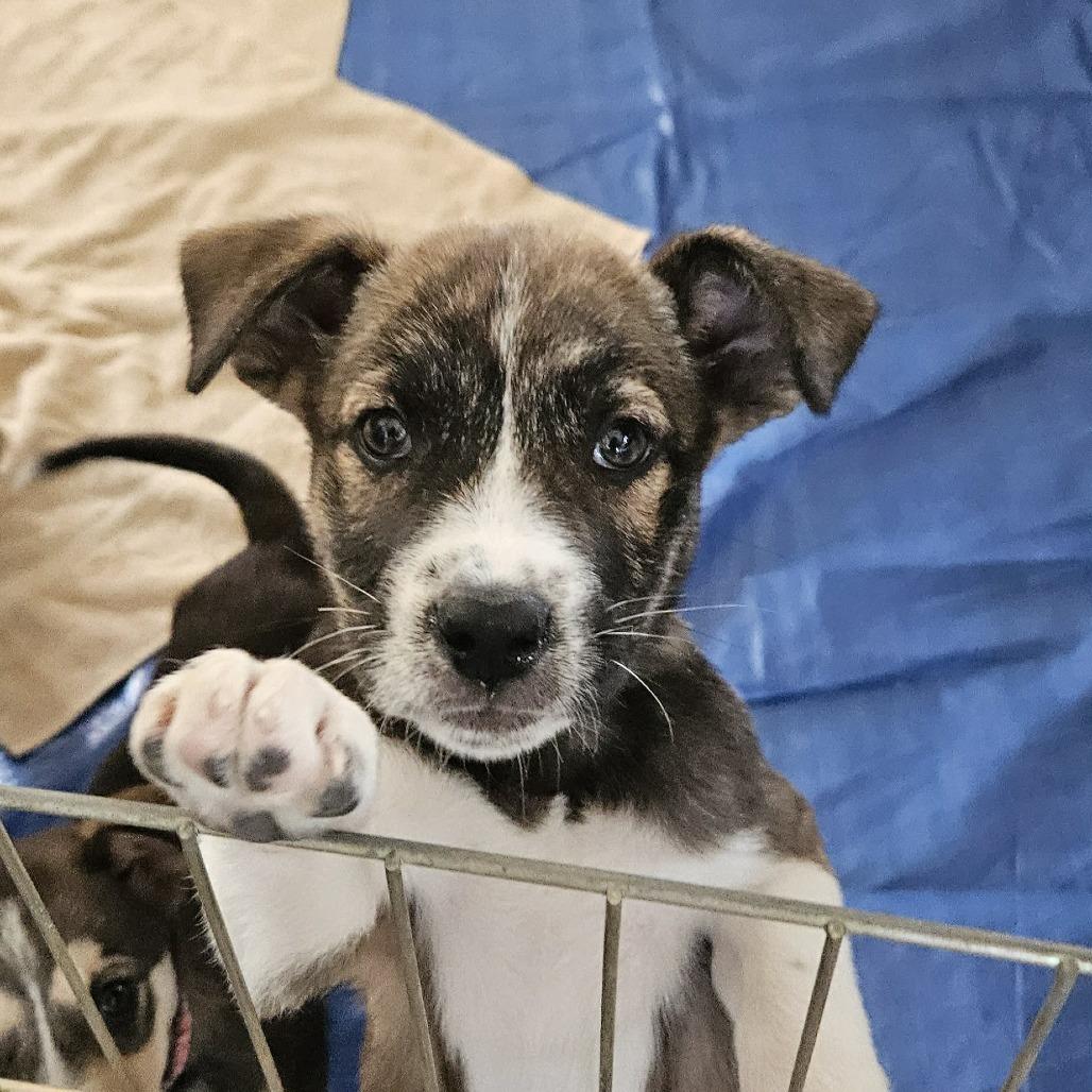 Cerise, a Adoptable Mixed Breed in Bend, OR image 4/5
