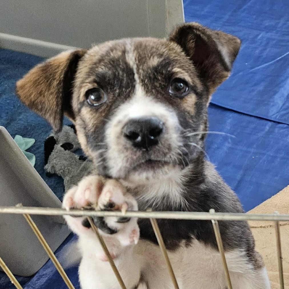 Cerise, a Adoptable Mixed Breed in Bend, OR image 5/5