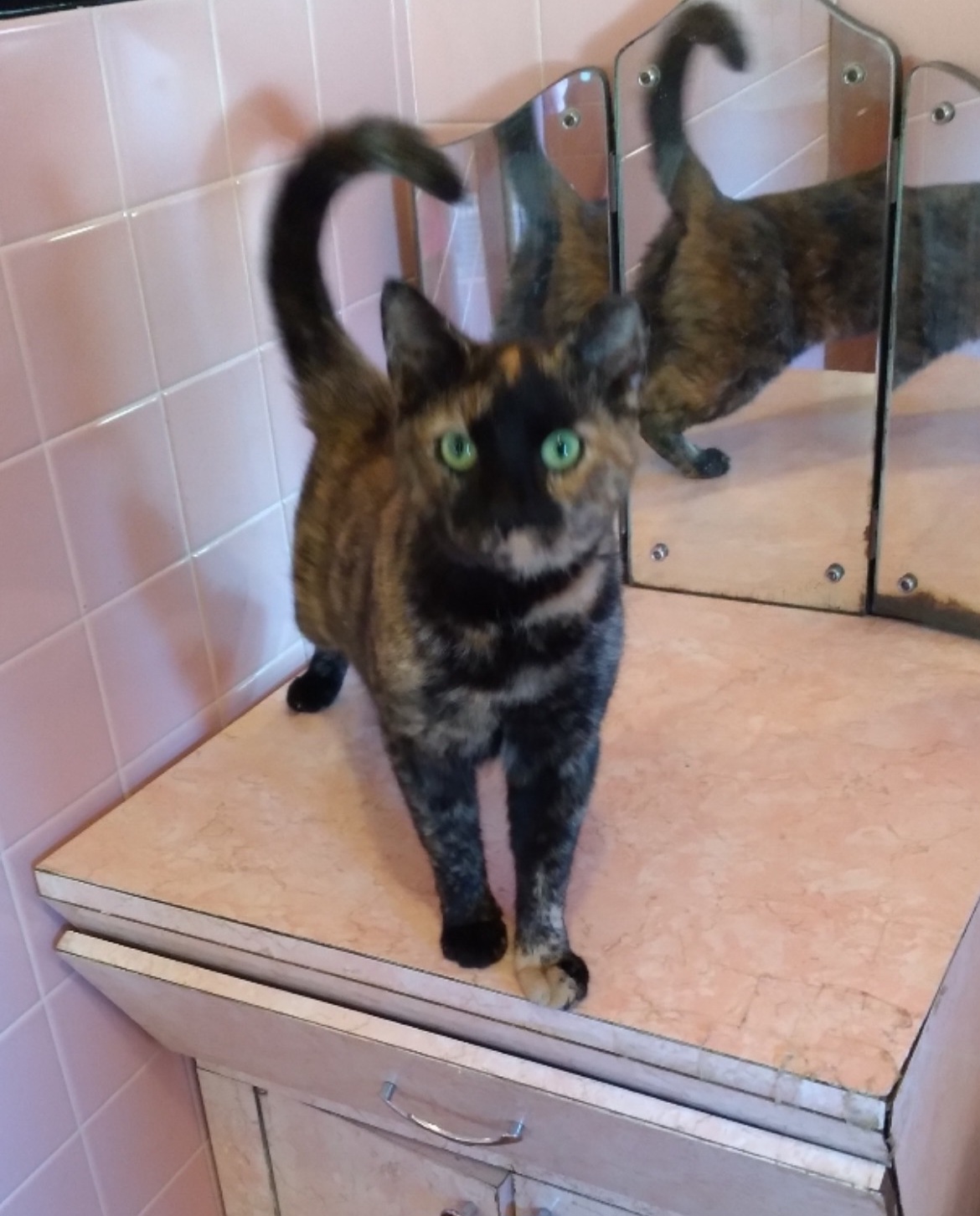 Enlarge Cookie, a Adoptable Torbie in Palisades Park, NJ image 1/1