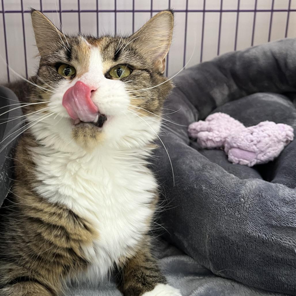 Enlarge Sophie, a Adoptable Domestic Long Hair in Bedford, NH image 1/3