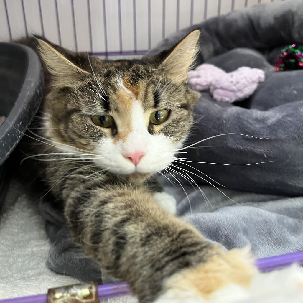 Enlarge Sophie, a Adoptable Domestic Long Hair in Bedford, NH image 2/3