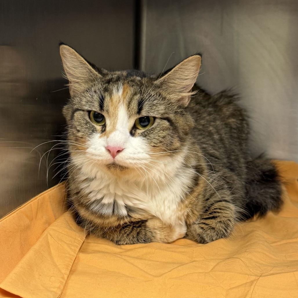 Enlarge Sophie, a Adoptable Domestic Long Hair in Bedford, NH image 3/3