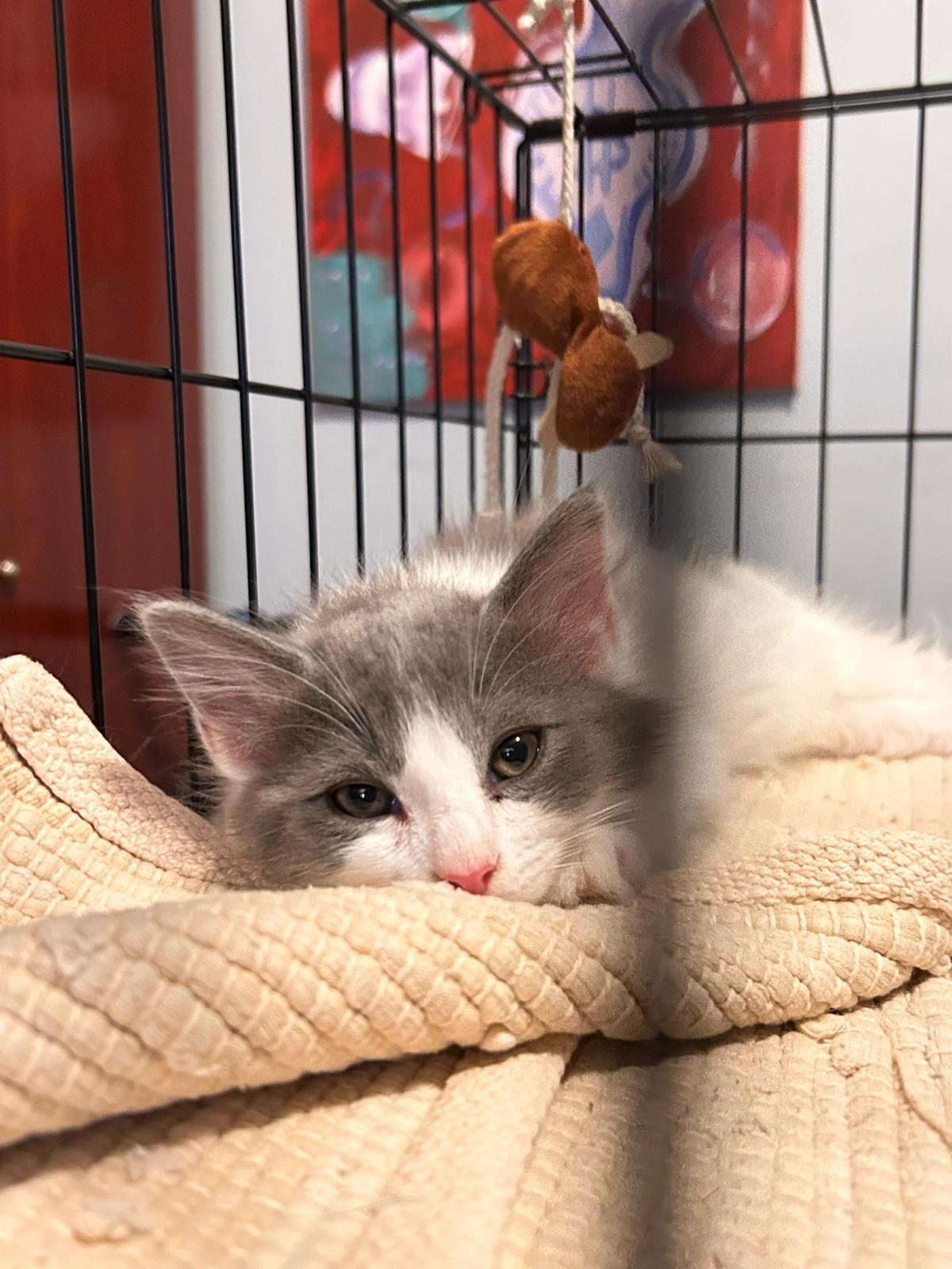 Kuvira, Adoptable, Kitten Female Domestic Long Hair.