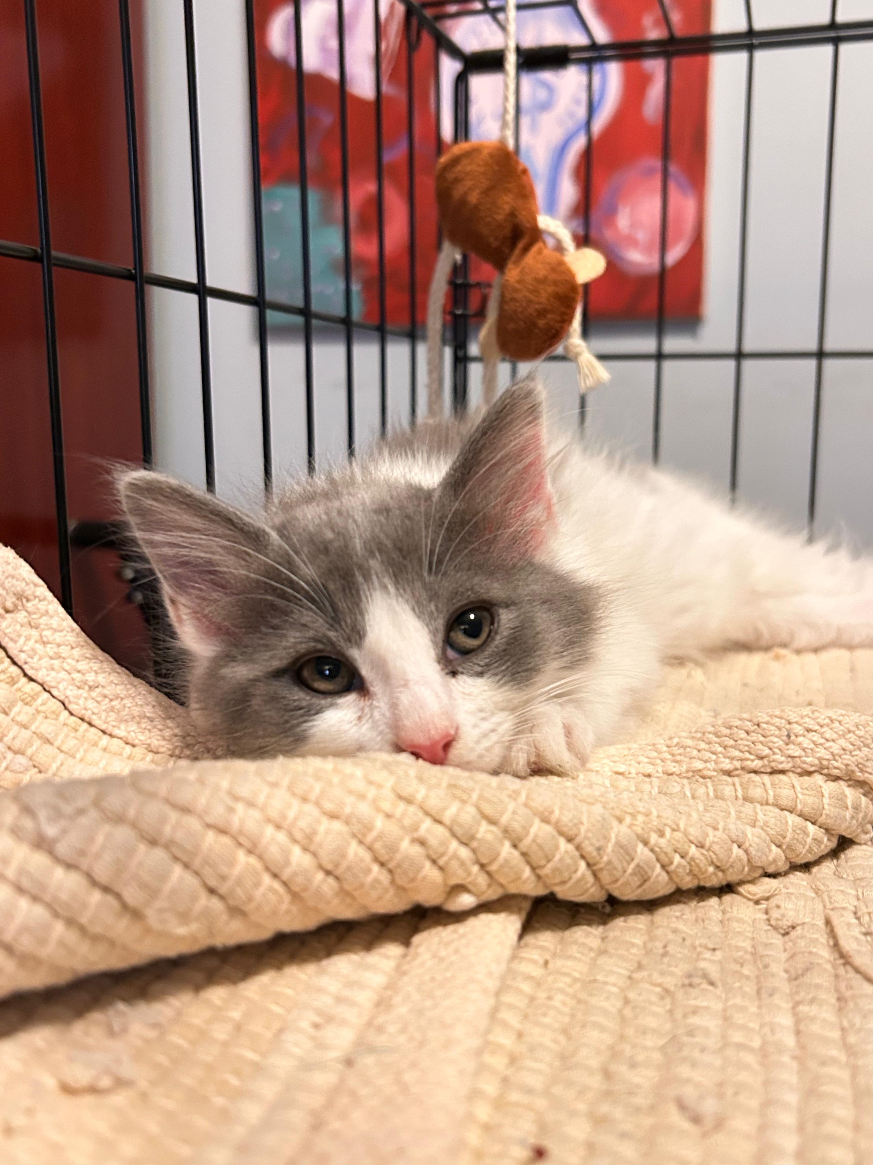 Enlarge Kuvira, a Adoptable Domestic Long Hair in Jersey City, NJ image 3/4