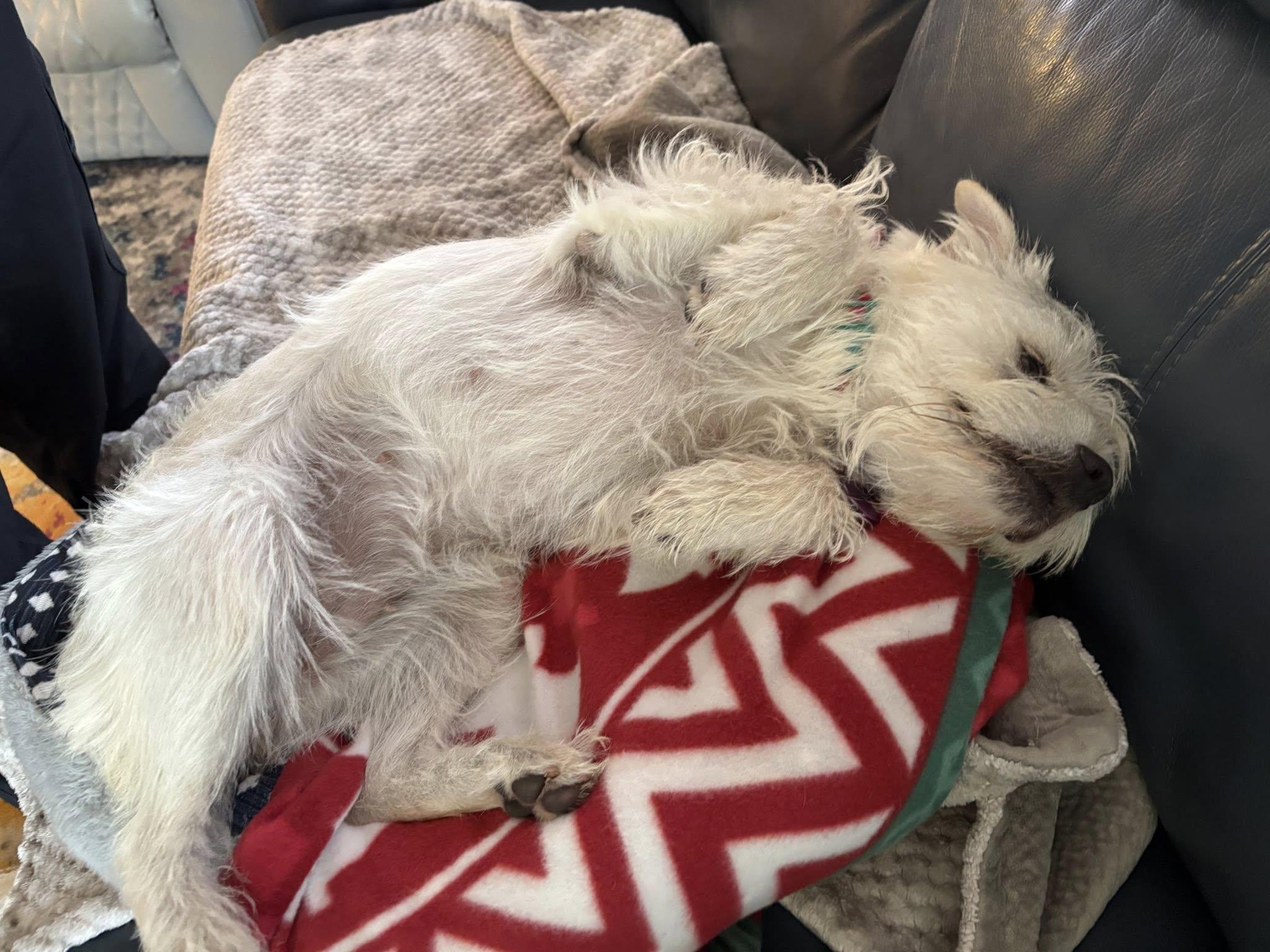 Enlarge Honey, a ADOPTABLE mixed breed in Eugene, OR image 3/3