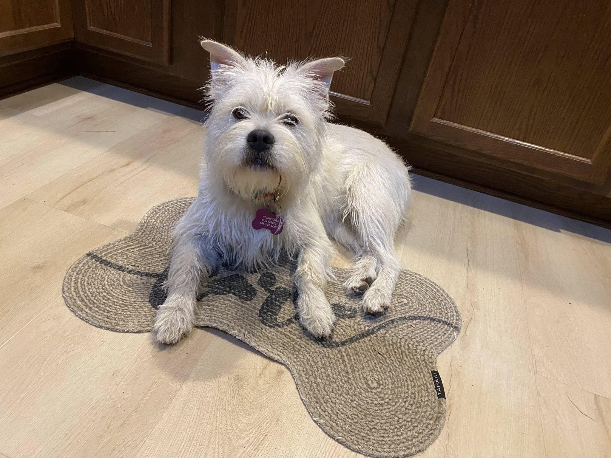 Enlarge Honey, a ADOPTABLE mixed breed in Eugene, OR image 2/3