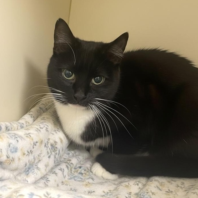 Enlarge Parisa, a Adoptable Domestic Short Hair in Elyria, OH image 3/4