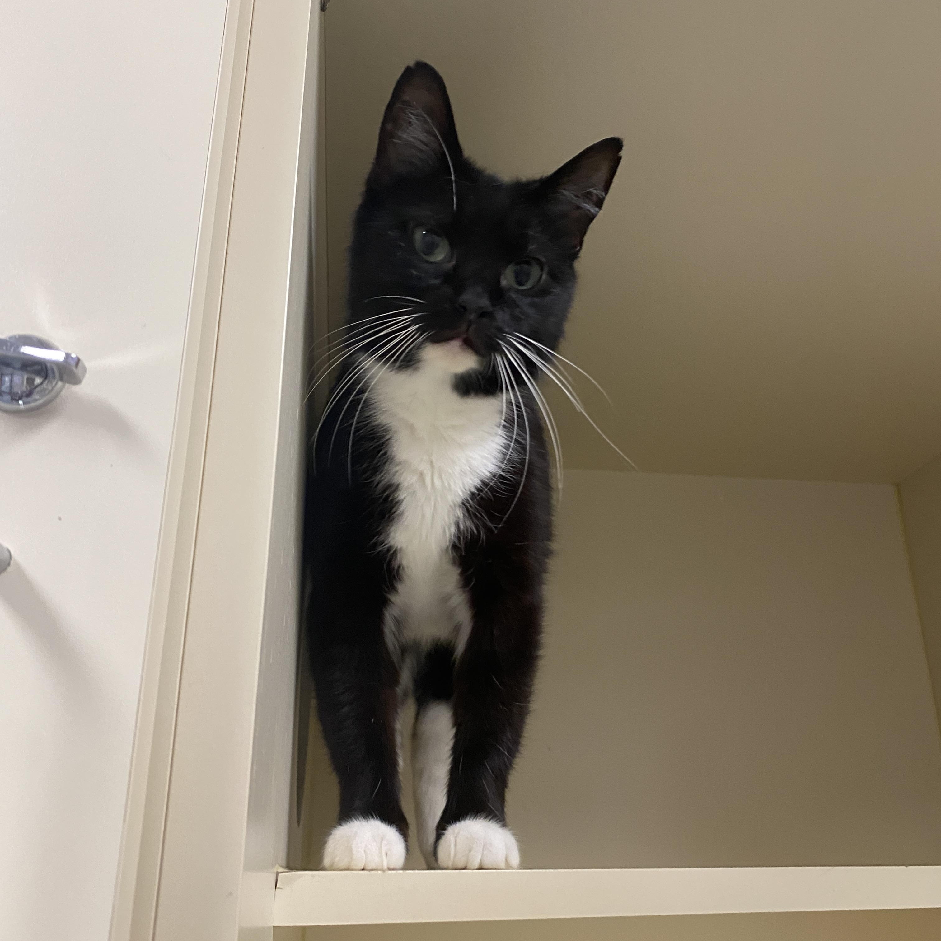 Enlarge Parisa, a Adoptable Domestic Short Hair in Elyria, OH image 4/4