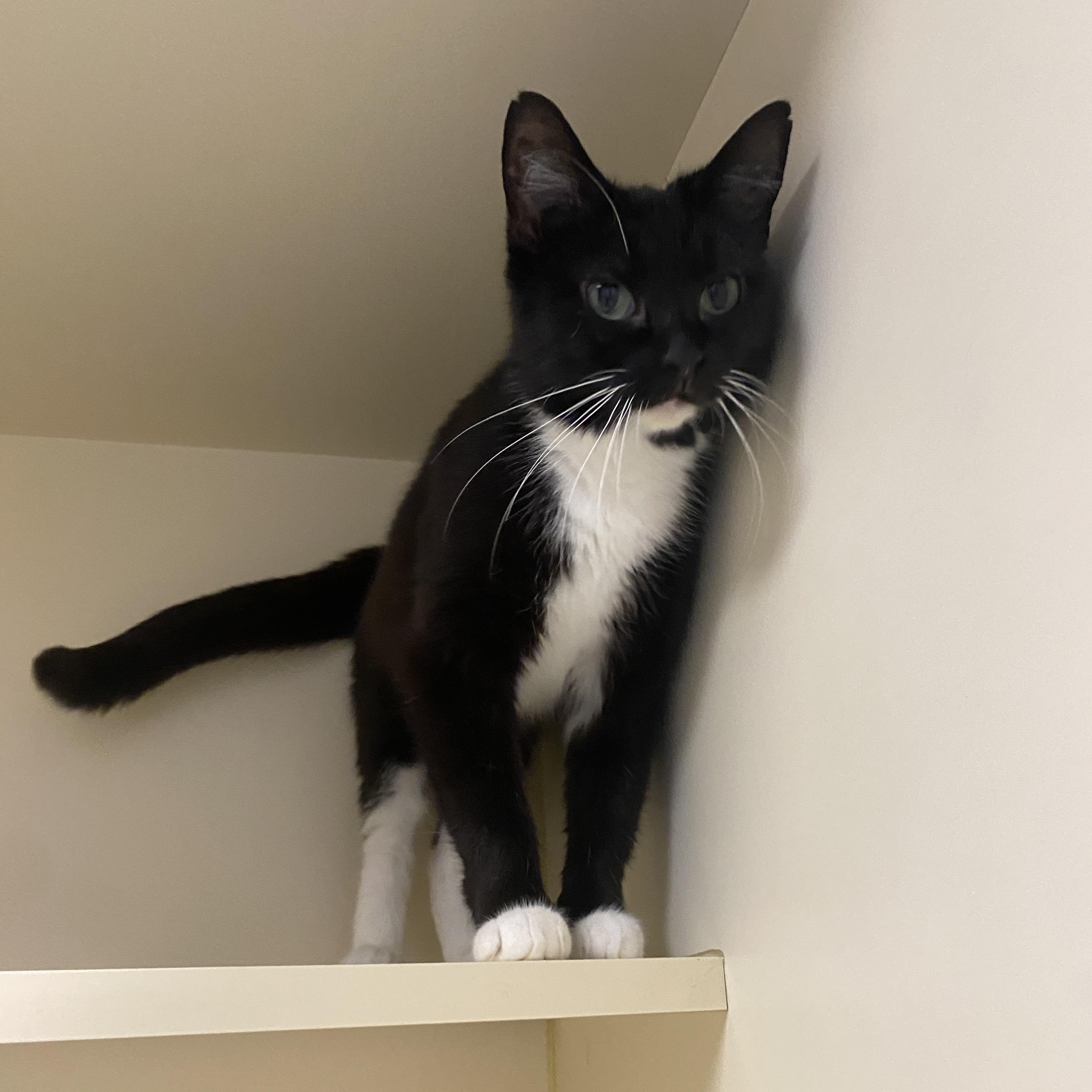 Parisa, Adoptable, Adult Female Domestic Short Hair.