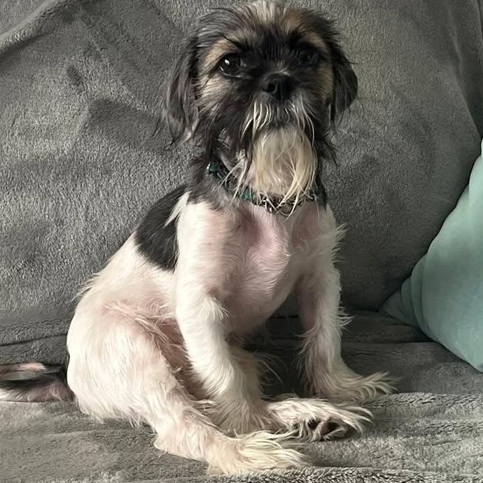 Enlarge Duster, a ADOPTABLE mixed breed in Scarborough, ON image 2/6