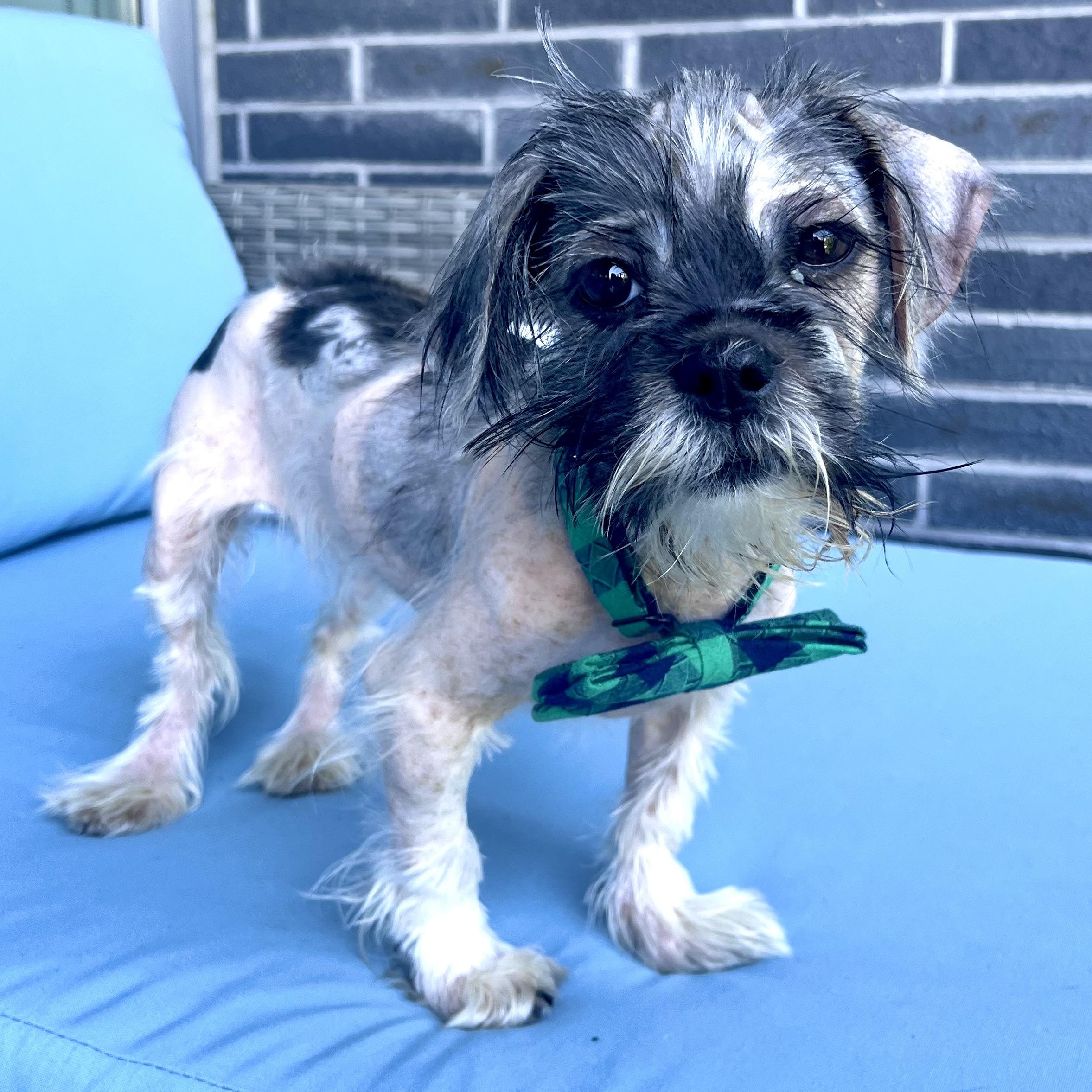 Enlarge Duster, a ADOPTABLE mixed breed in Scarborough, ON image 1/6