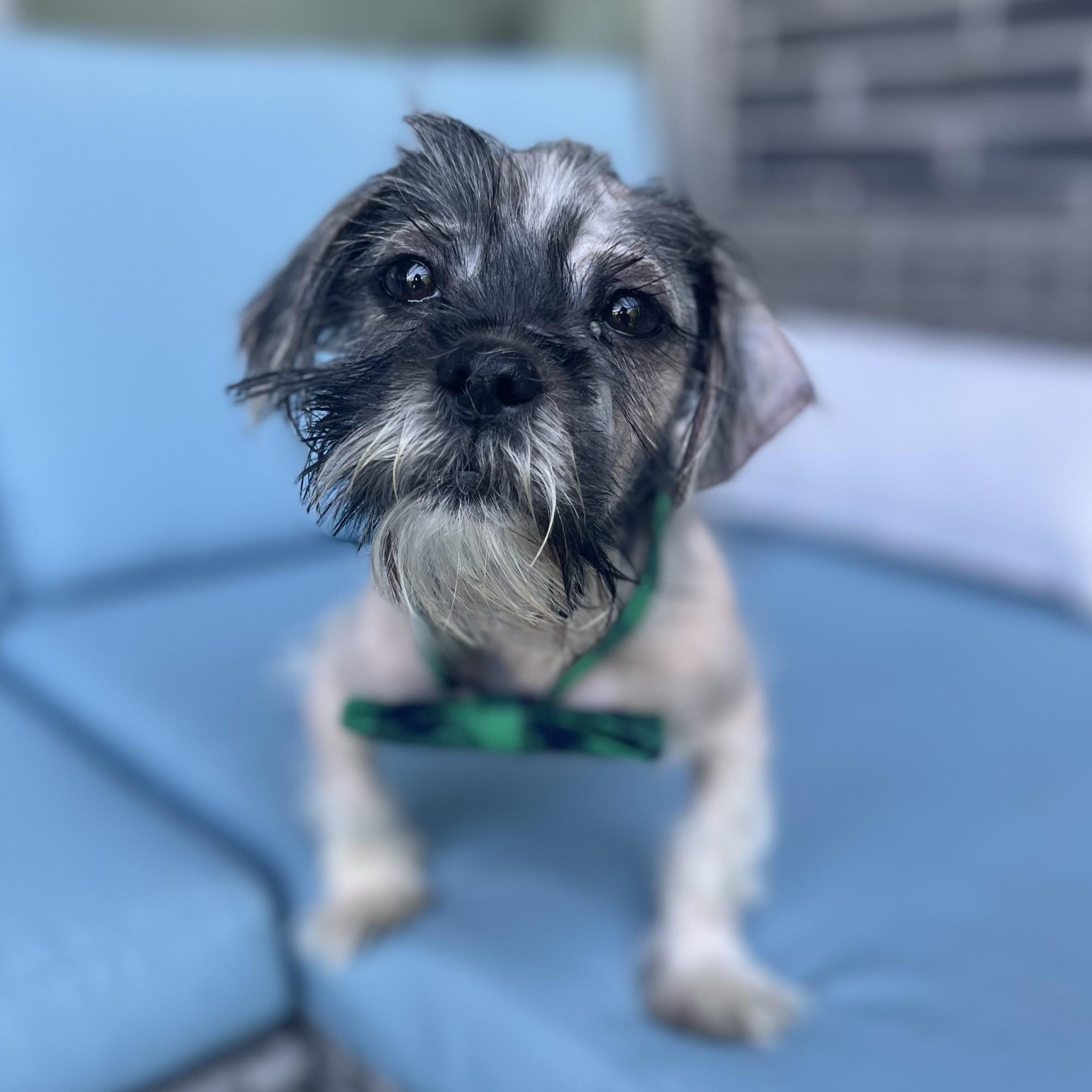 Enlarge Duster, a ADOPTABLE mixed breed in Scarborough, ON image 3/6