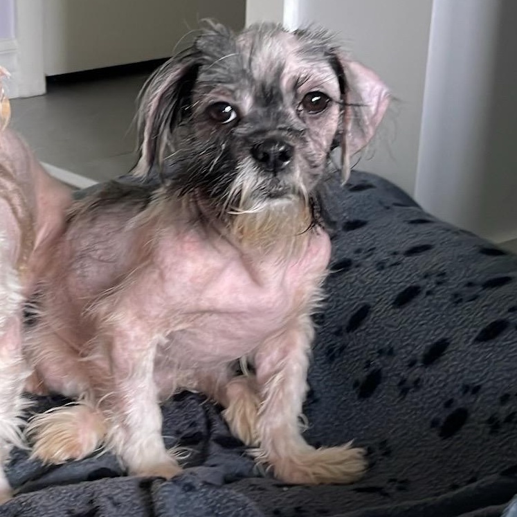 Enlarge Duster, a ADOPTABLE mixed breed in Scarborough, ON image 2/6