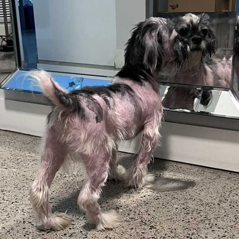 Enlarge Duster, a ADOPTABLE mixed breed in Scarborough, ON image 4/6