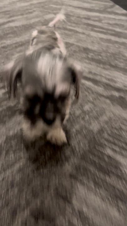 Enlarge Duster, a ADOPTABLE mixed breed in Scarborough, ON video 6/6