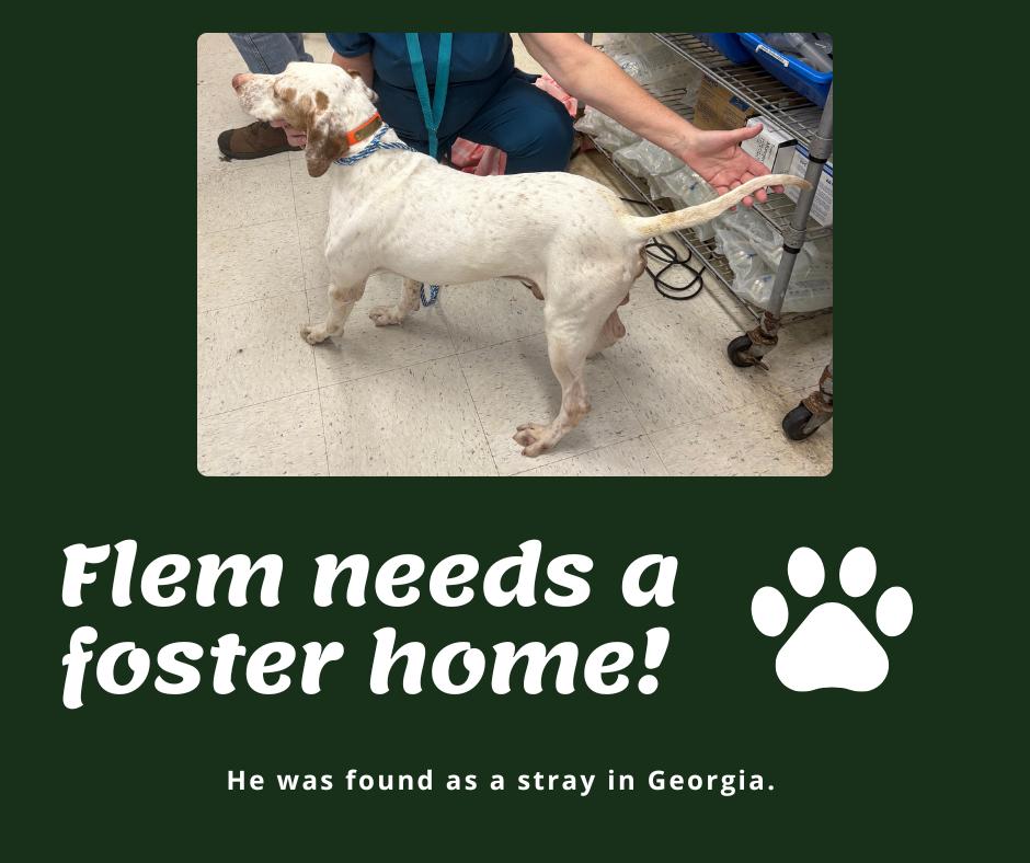 Enlarge Needs Foster Flem (GA), a ADOPTABLE English Pointer in Bridgeton, NJ image 1/1