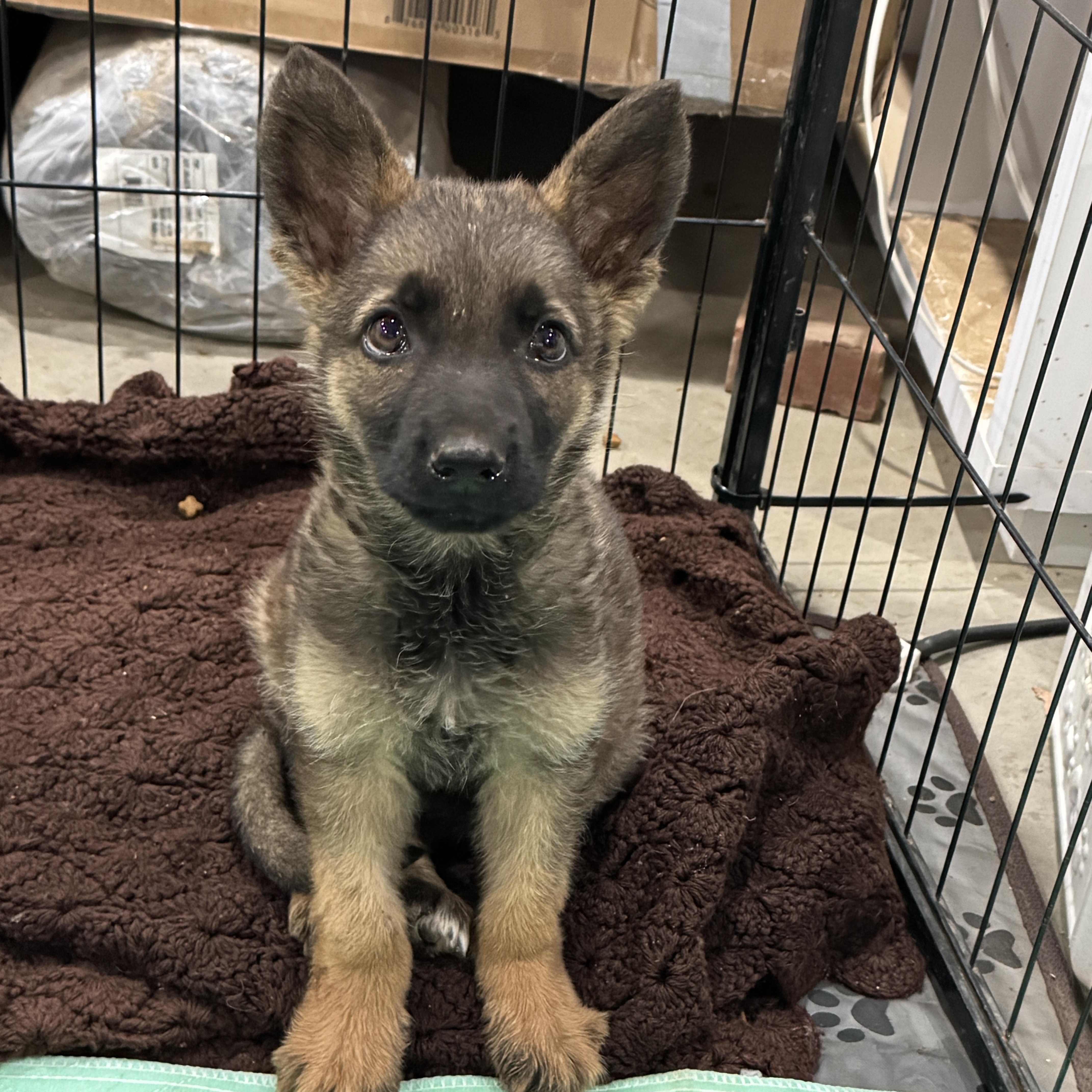 Stryker, ADOPTABLE, Puppy Male German Shepherd Dog & Belgian Shepherd / Malinois.