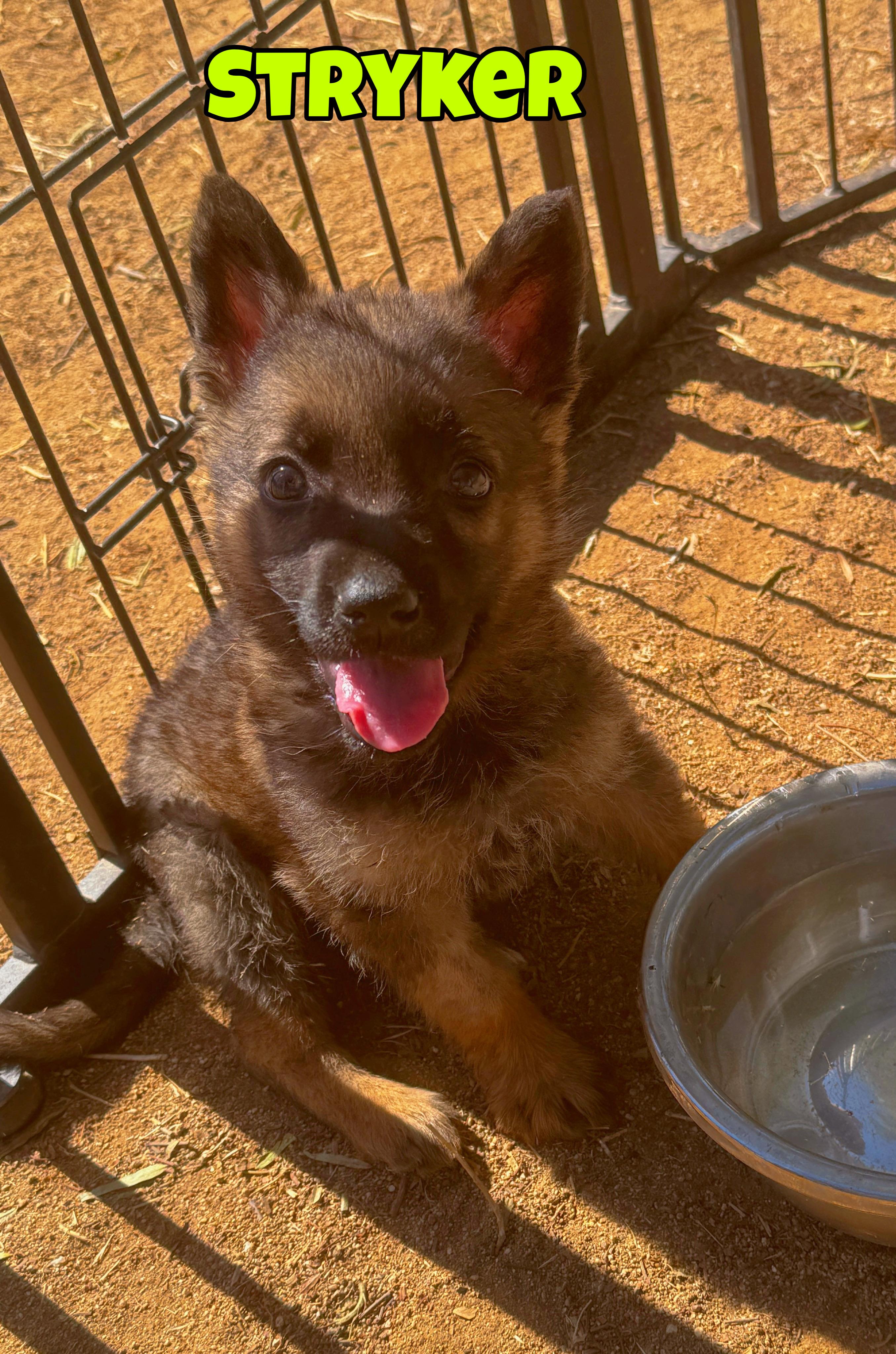 Stryker, a ADOPTABLE mixed breed in Perris, CA image 2/4