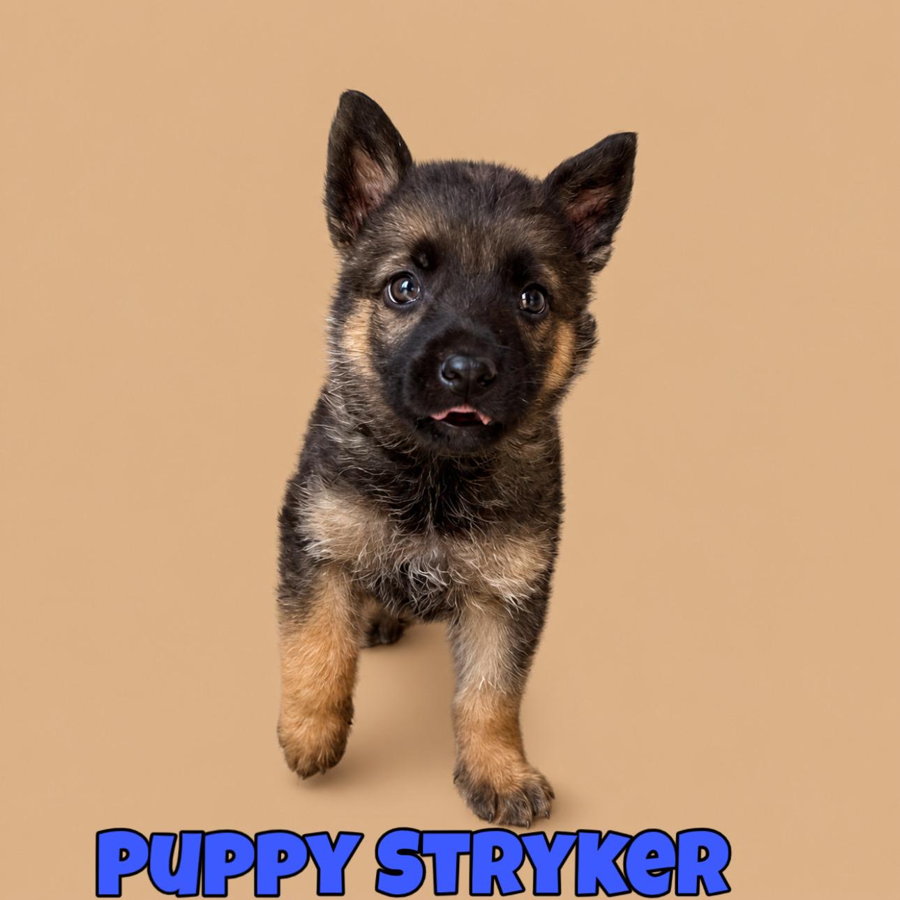 Stryker, a ADOPTABLE mixed breed in Perris, CA image 3/4