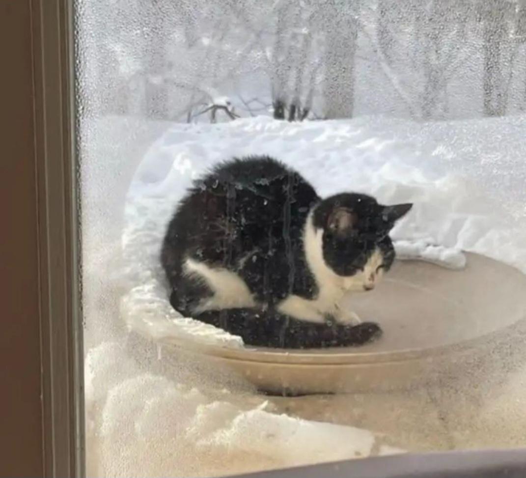 Miracle, a Adoptable mixed breed in Whitewater, WI image 2/2