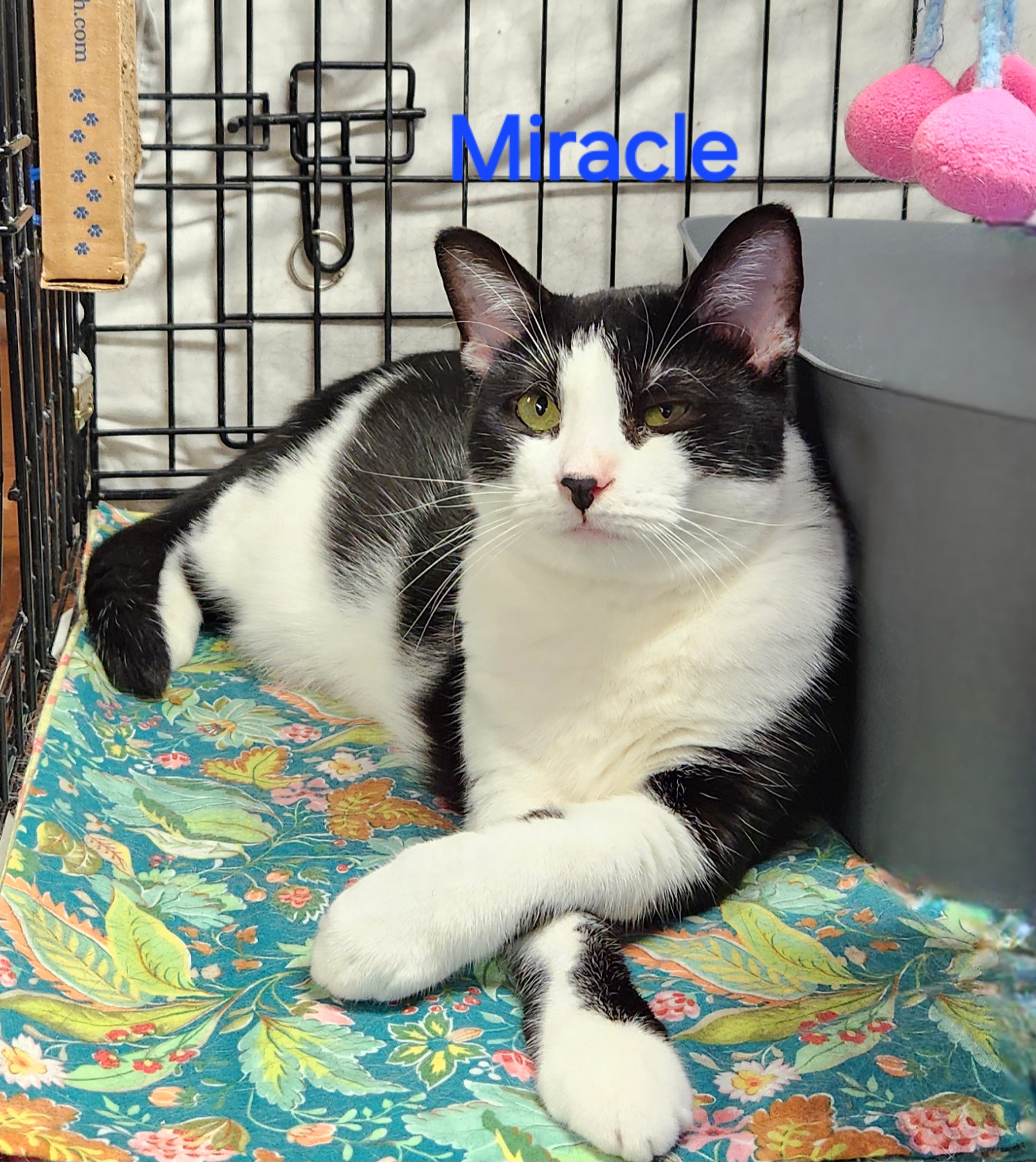 Miracle, a Adoptable mixed breed in Whitewater, WI image 1/2
