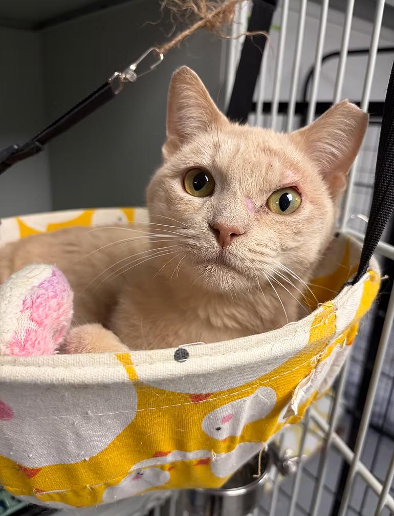 Mack, Adoptable, Young Male Domestic Short Hair.