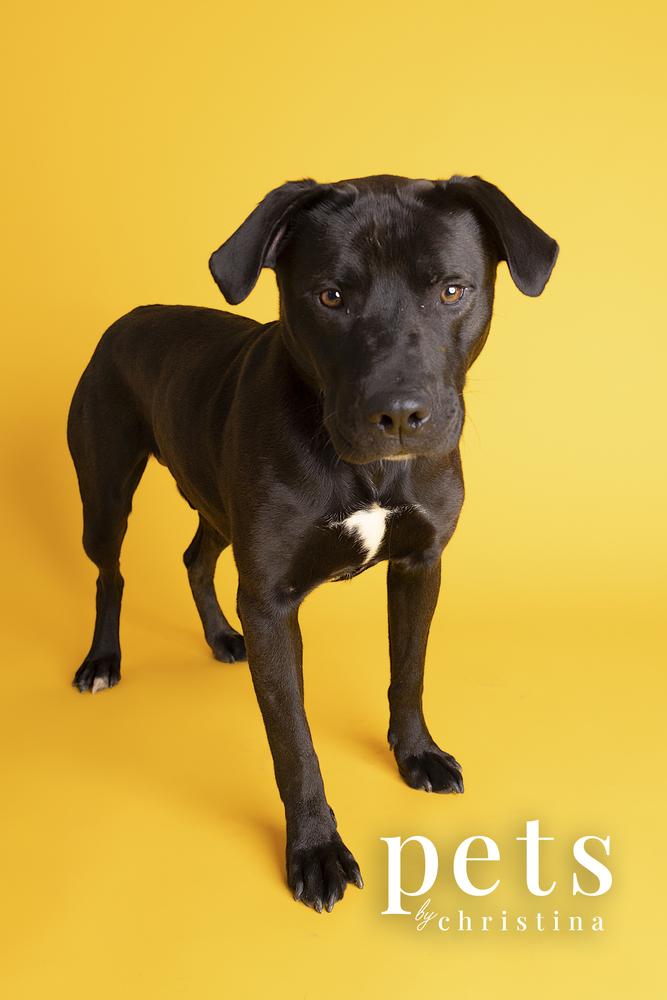 Enlarge Chance Cain, a Adoptable mixed breed in Warrenton, MO image 1/6