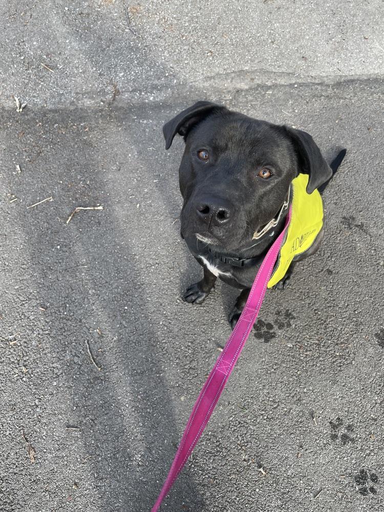 Enlarge Chance Cain, a Adoptable mixed breed in Warrenton, MO image 2/6