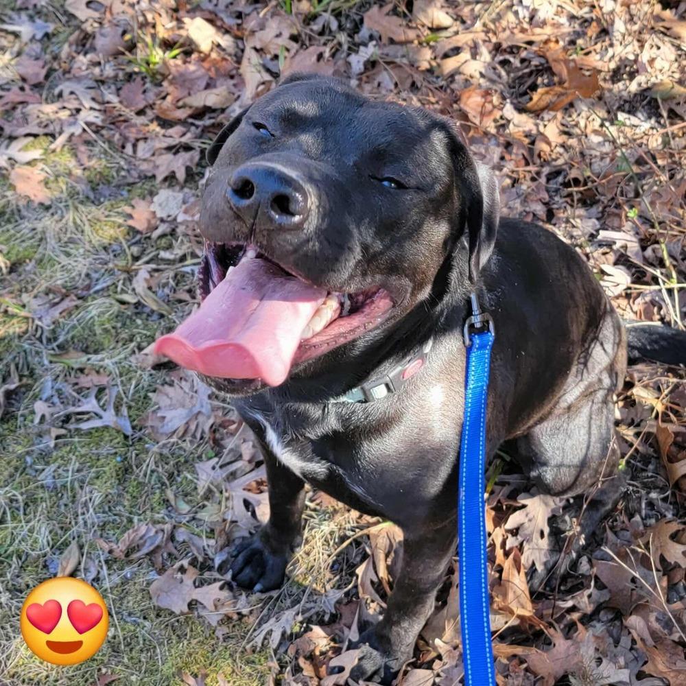 Enlarge Chance Cain, a Adoptable mixed breed in Warrenton, MO image 2/6