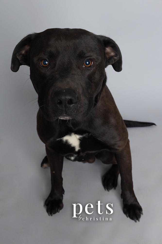 Enlarge Chance Cain, a Adoptable mixed breed in Warrenton, MO image 4/6