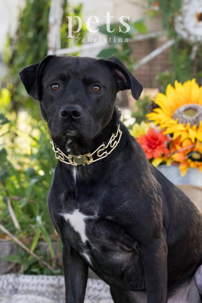 Enlarge Chance Cain, a Adoptable mixed breed in Warrenton, MO image 5/6