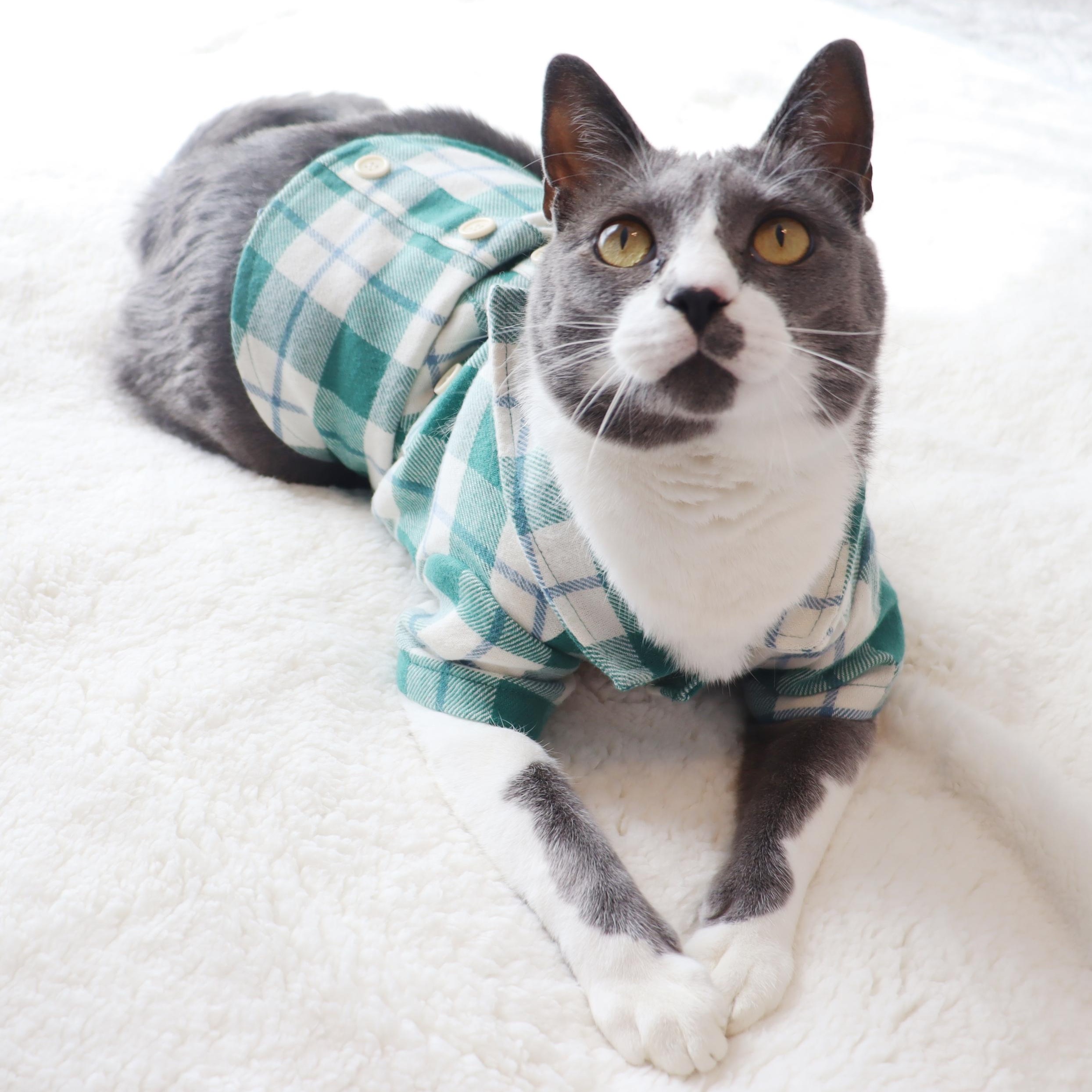 Elixir- Over the Top Loving Cat!, a Adoptable Domestic Short Hair in League City, TX image 1/6