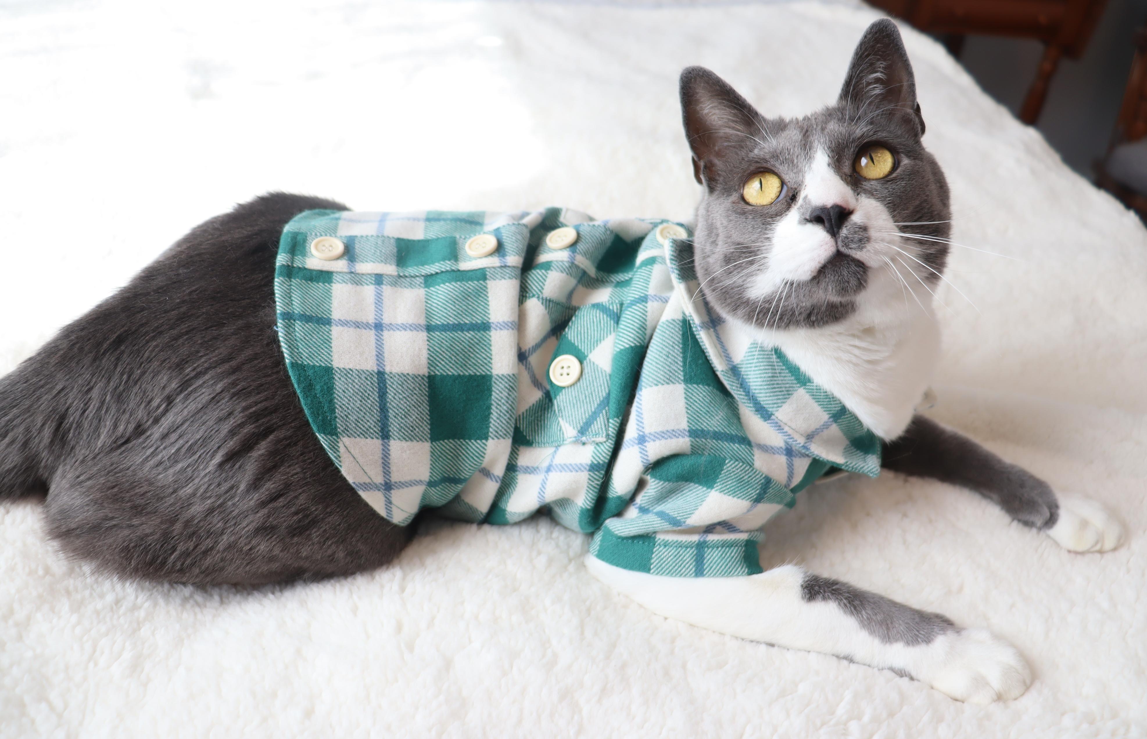 Elixir- Over the Top Loving Cat!, a Adoptable Domestic Short Hair in League City, TX image 3/6