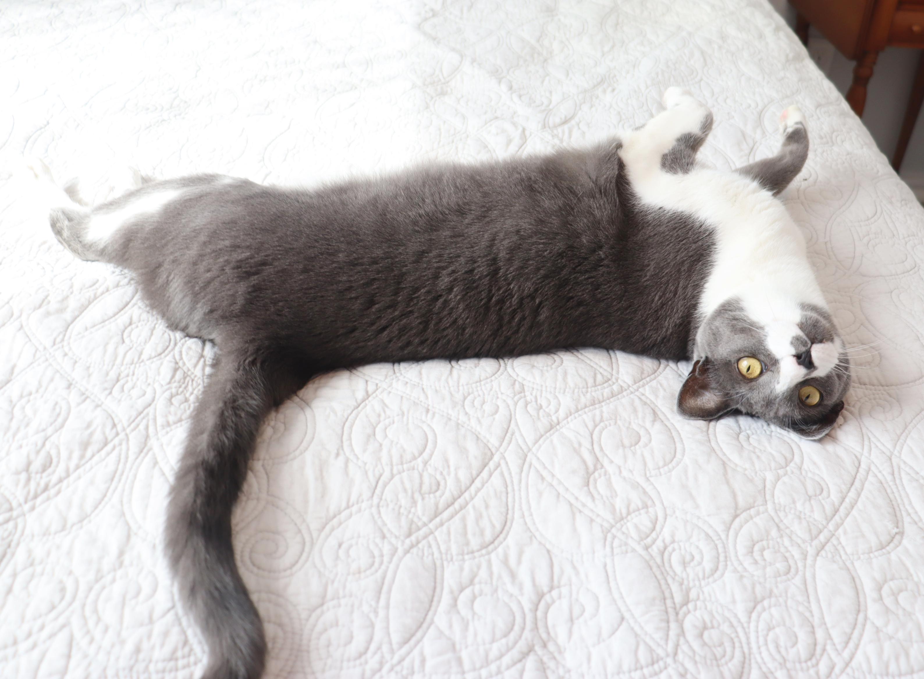 Elixir- Over the Top Loving Cat!, a Adoptable Domestic Short Hair in League City, TX image 4/6